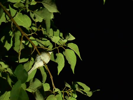 小琉球夜間導覽