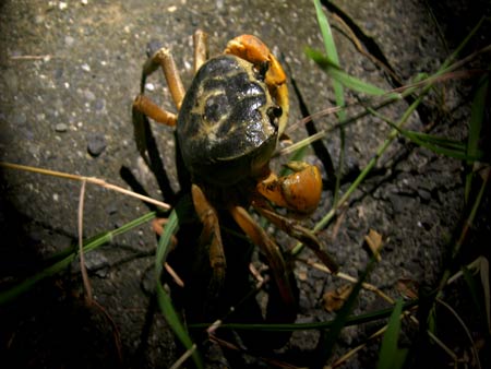 小琉球夜間導覽